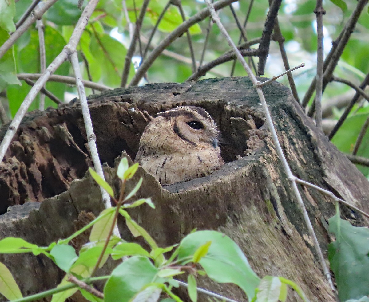 Indian Scops-Owl - ML647840269