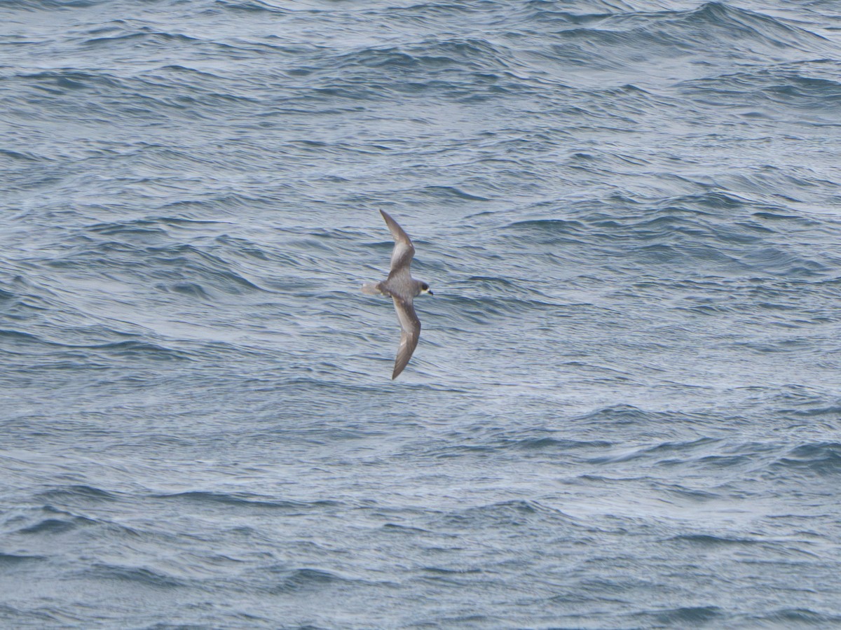 Mottled Petrel - ML647840270