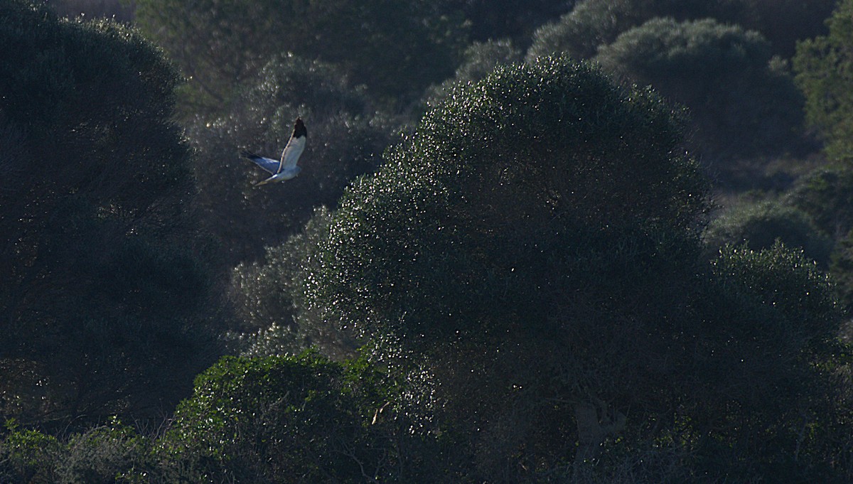 Hen Harrier - ML647840271