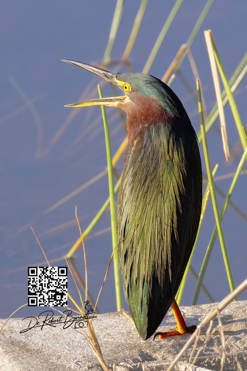 Green Heron - ML647840272