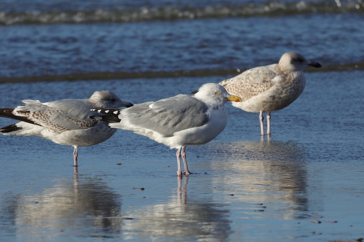 European Herring Gull - ML647840273