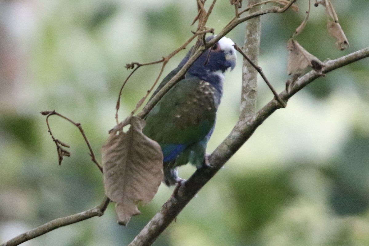 White-crowned Parrot - ML647840274