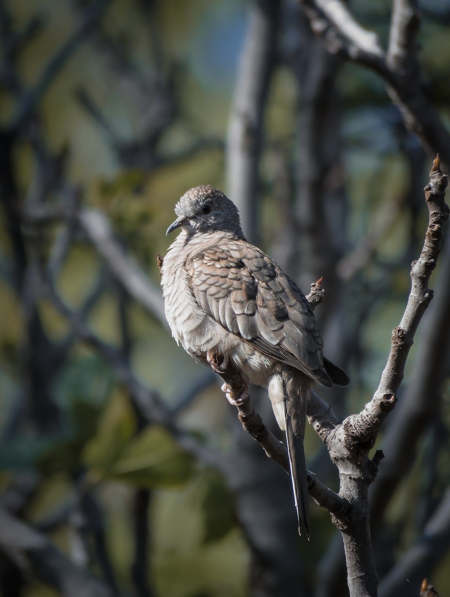 Inca Dove - ML647840275