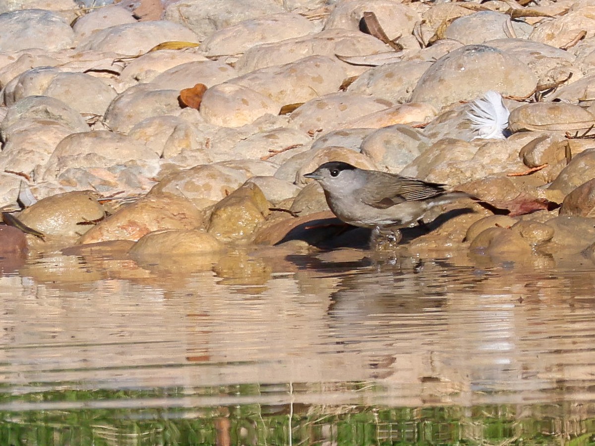 Eurasian Blackcap - ML647840276