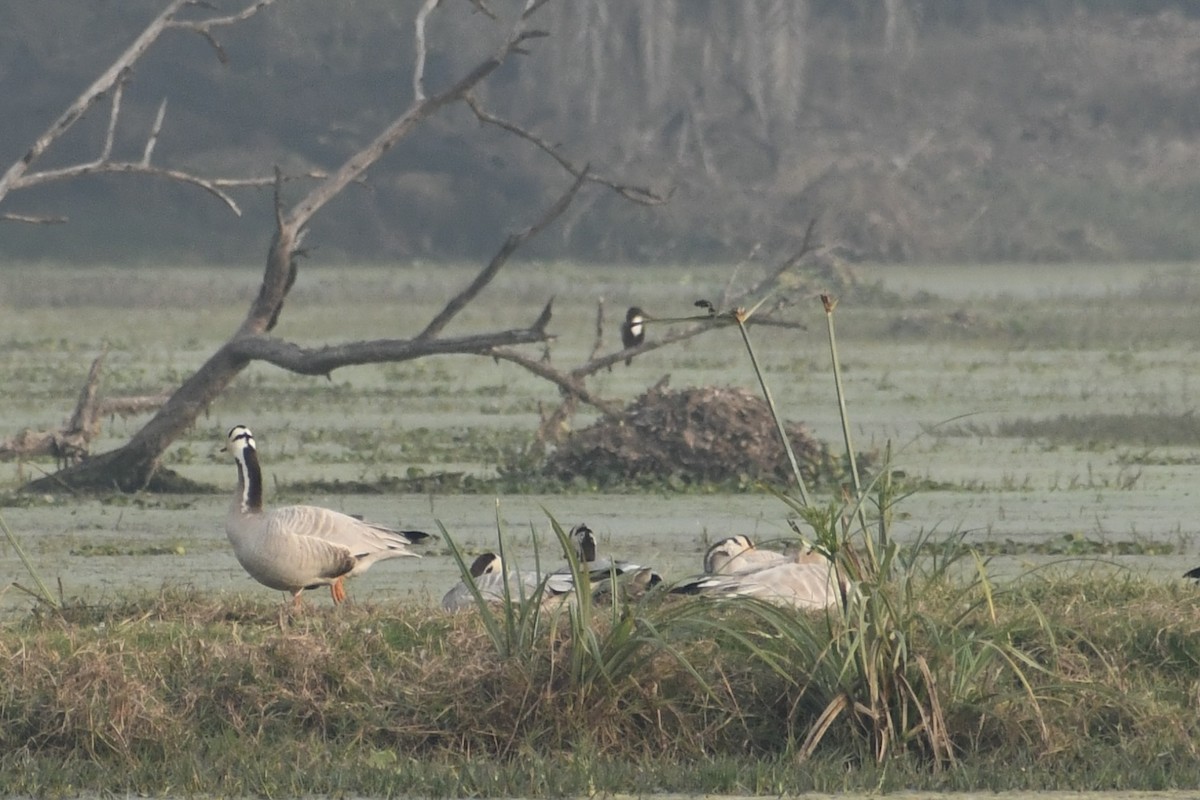 Bar-headed Goose - ML647840277