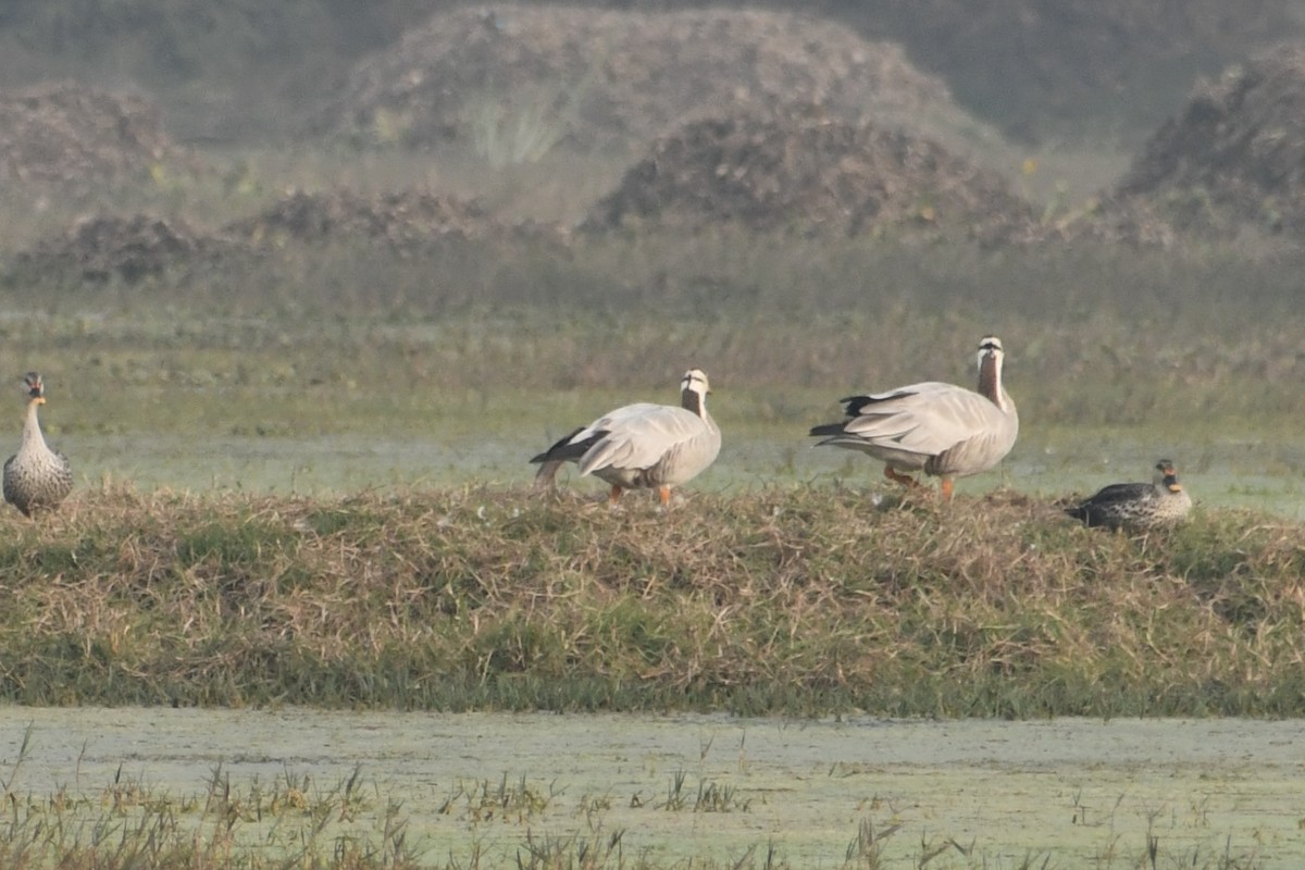 Bar-headed Goose - ML647840278
