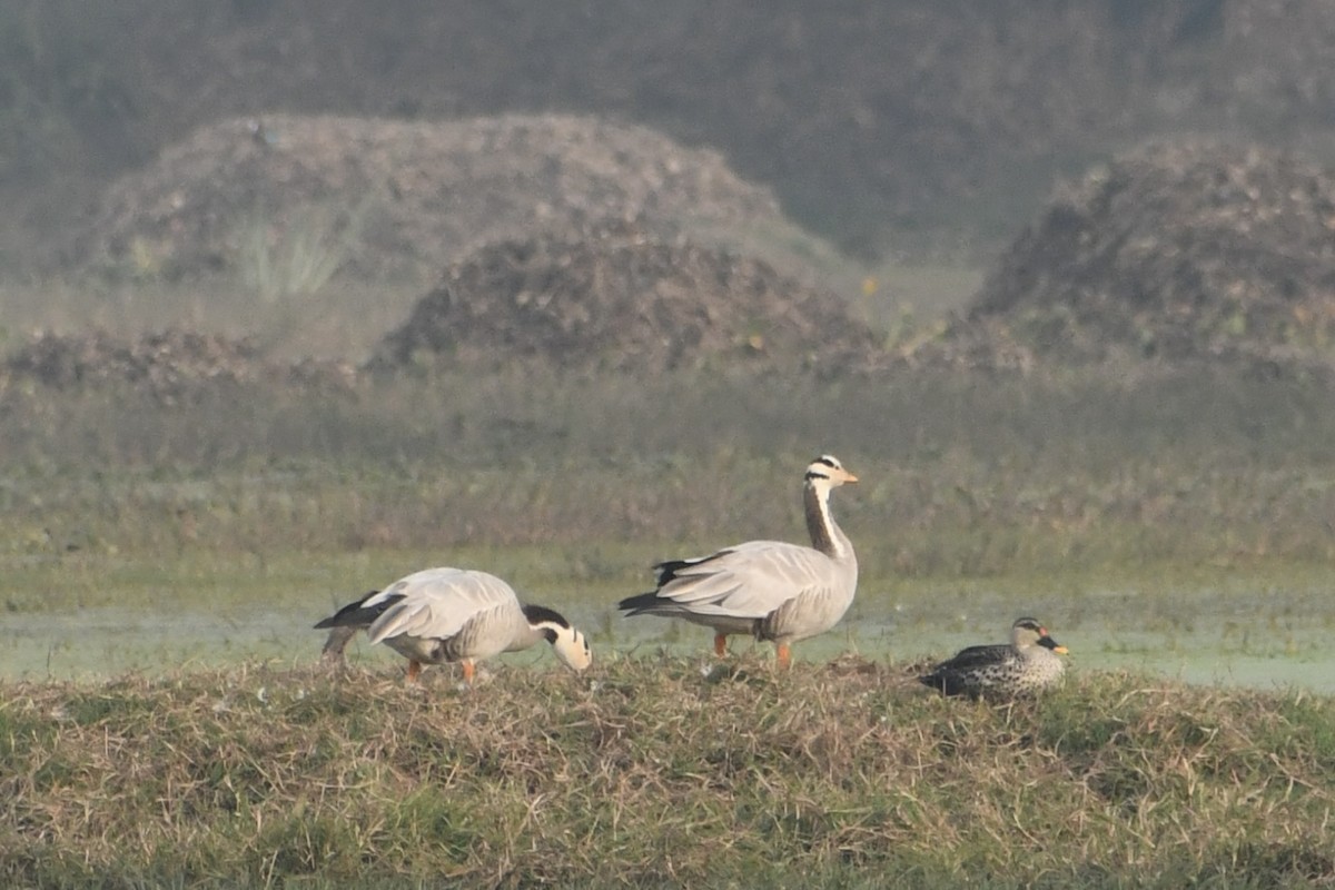 Bar-headed Goose - ML647840279