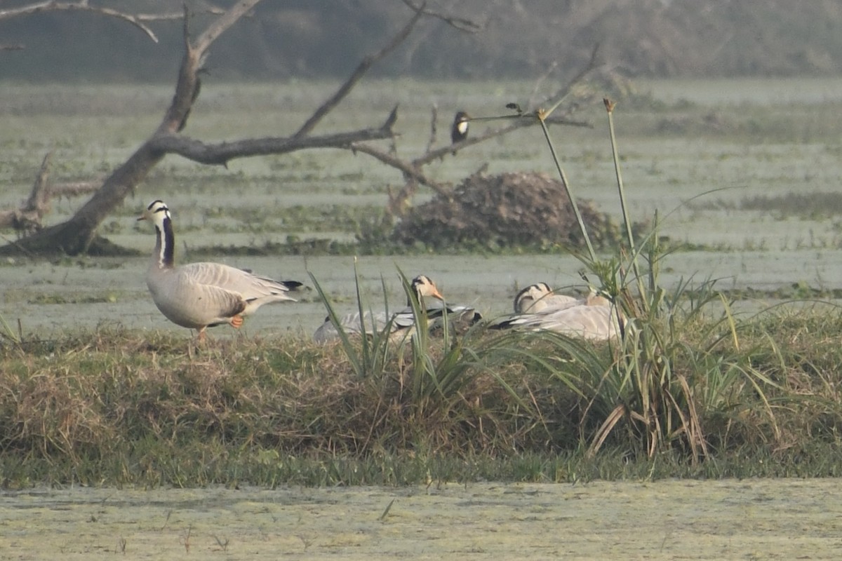 Bar-headed Goose - ML647840280