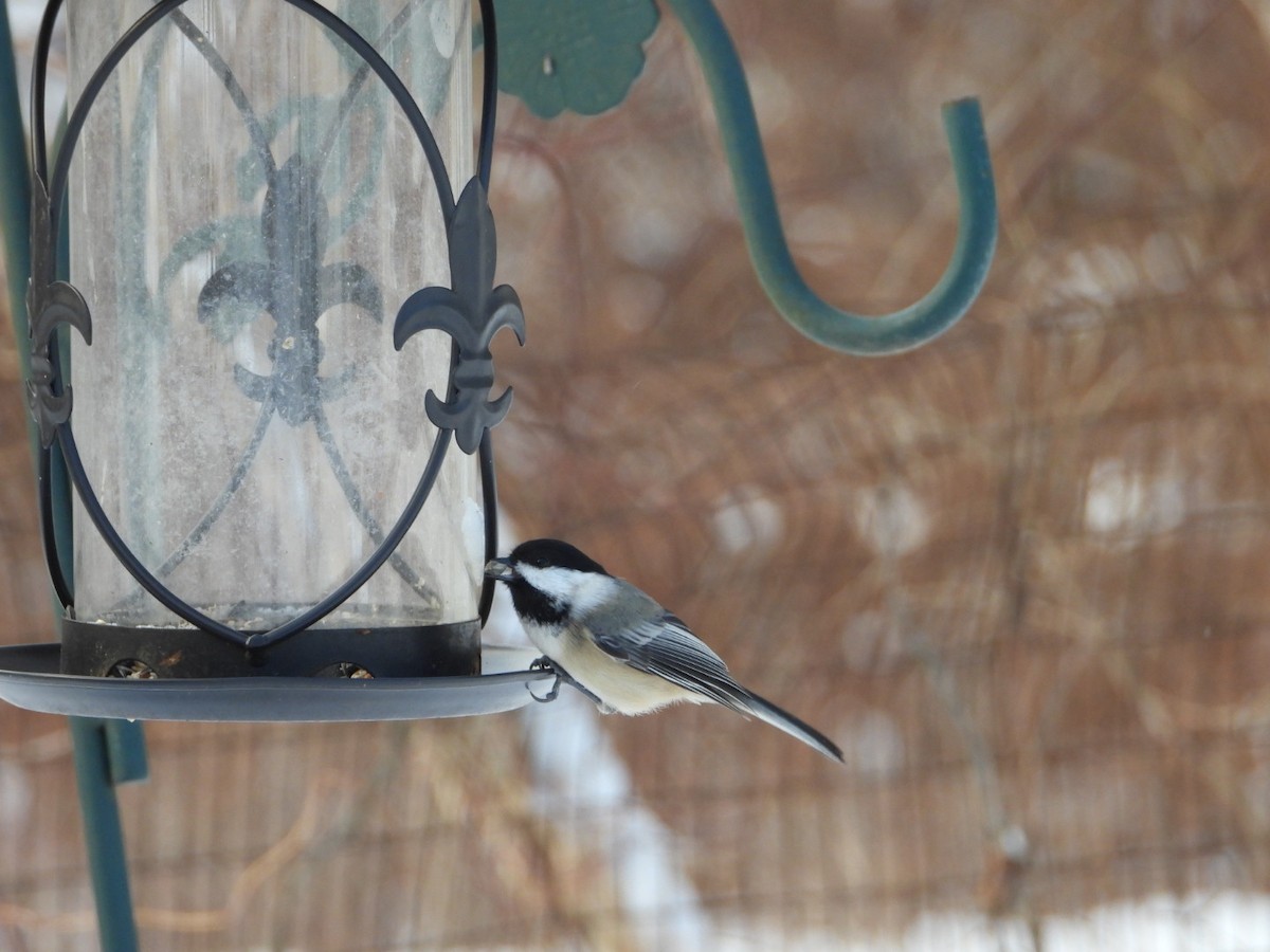 Black-capped Chickadee - ML647840281