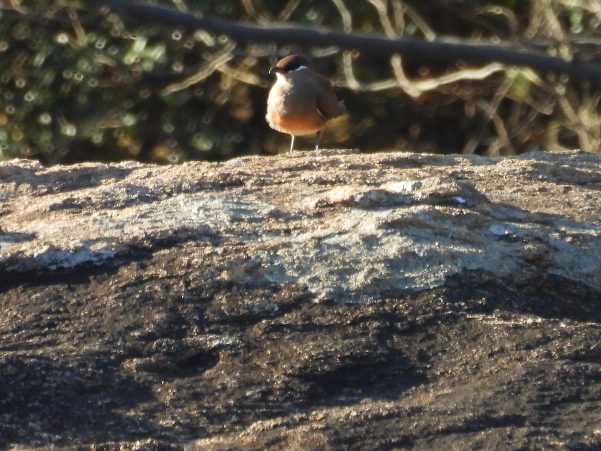 Madagascar Pratincole - ML647840283