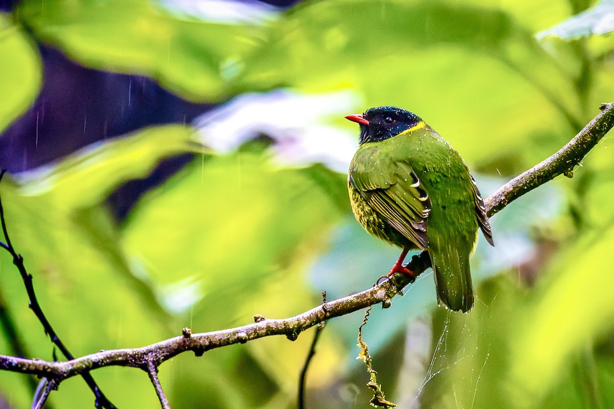 Green-and-black Fruiteater - ML647840284