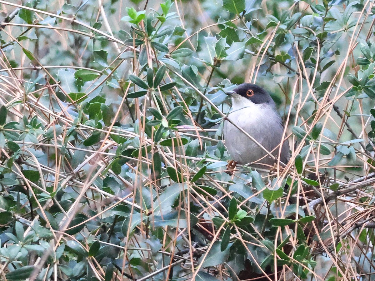 Txinbo burubeltza - ML647840286