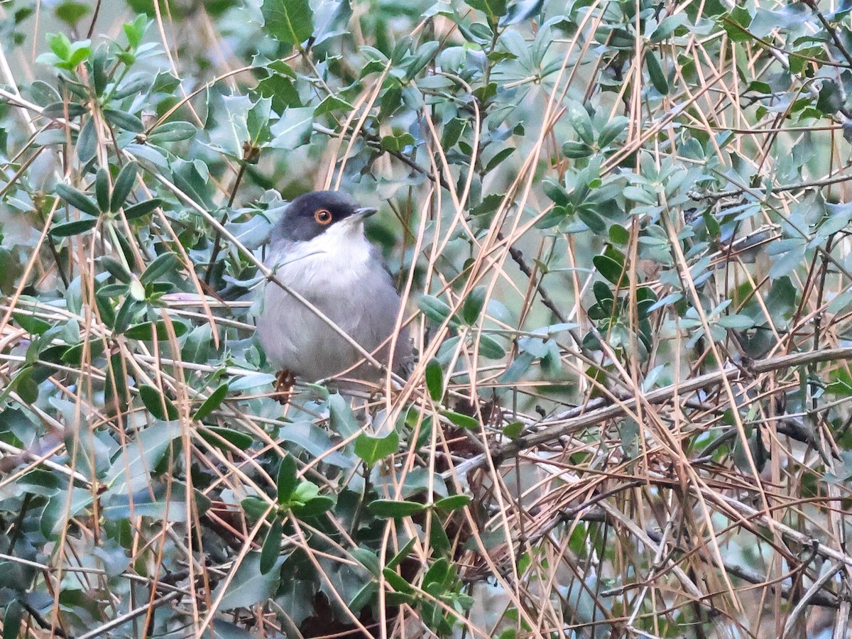 Txinbo burubeltza - ML647840291