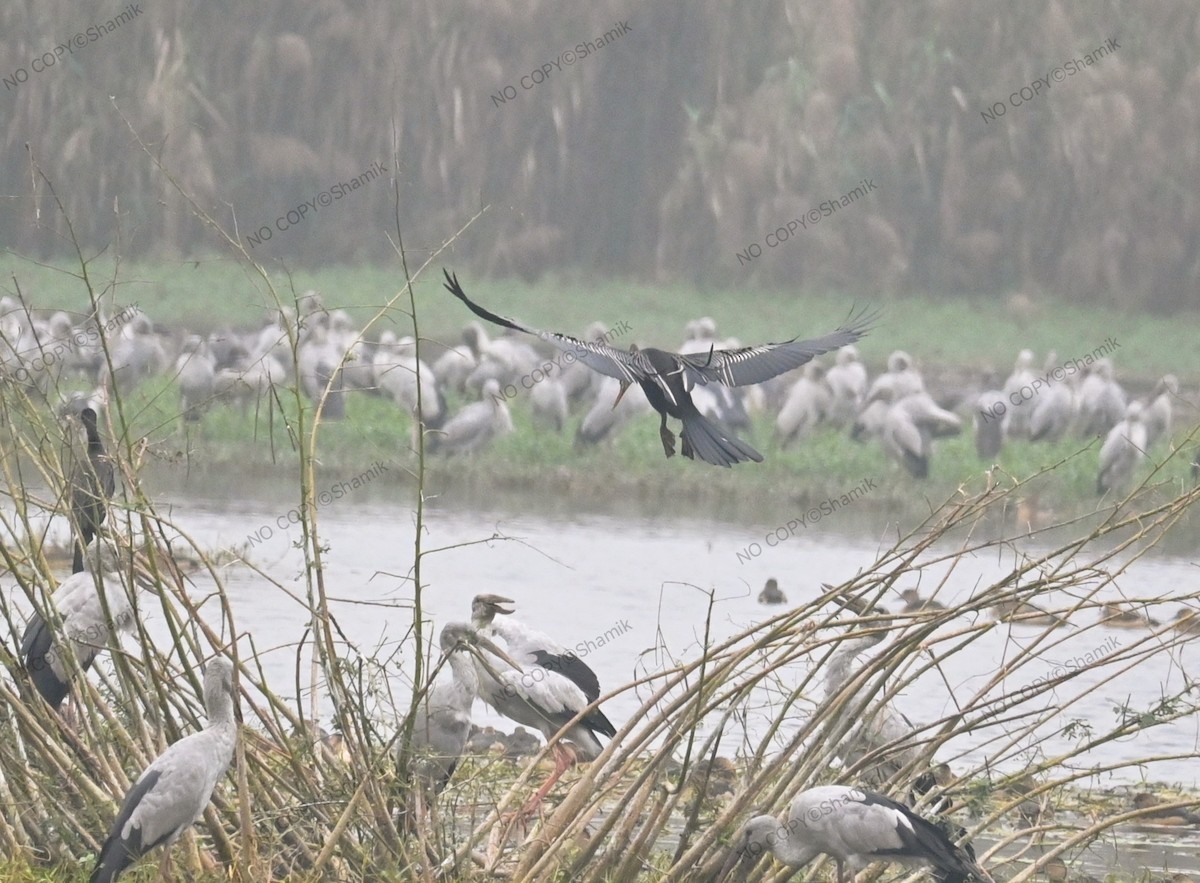 נחשון אסייתי - ML647840297