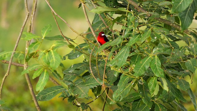 Crimson-backed Tanager - ML647840299