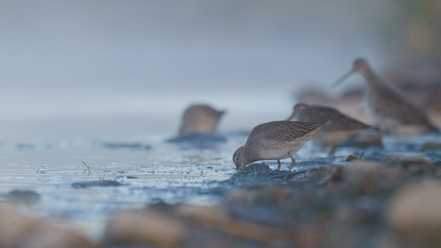 Long-billed Dowitcher - ML647840303