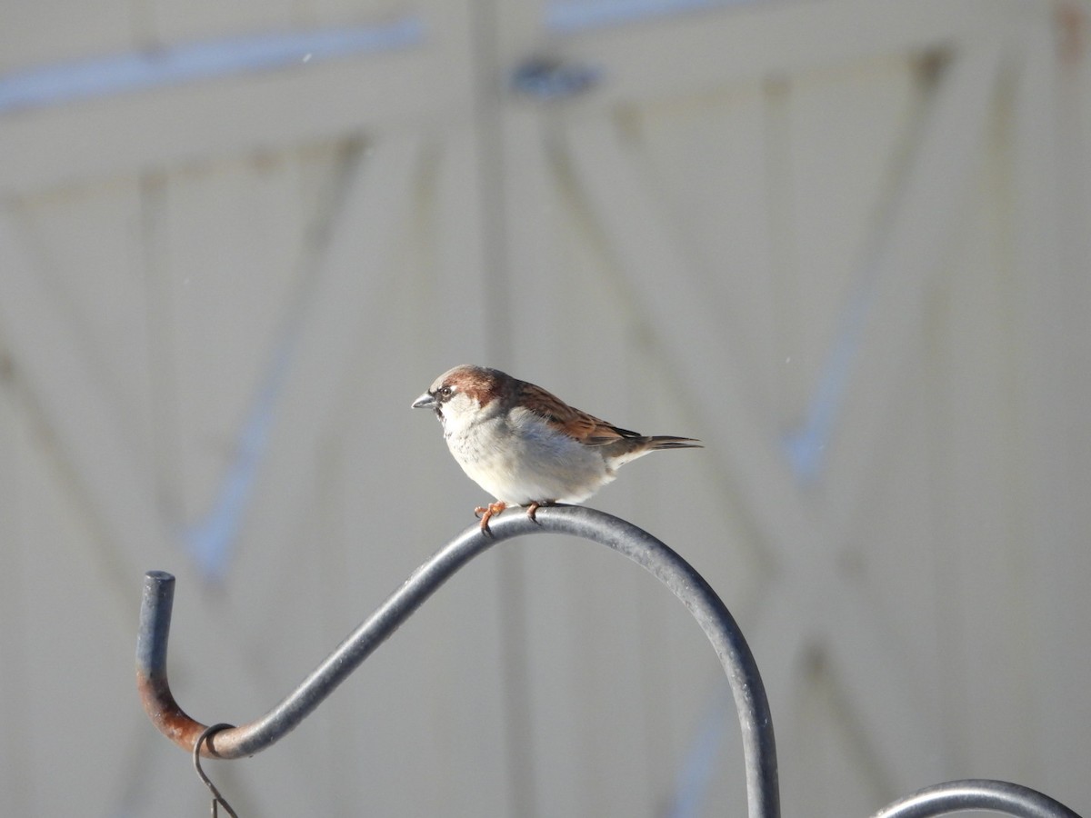 vrabec domácí - ML647840304