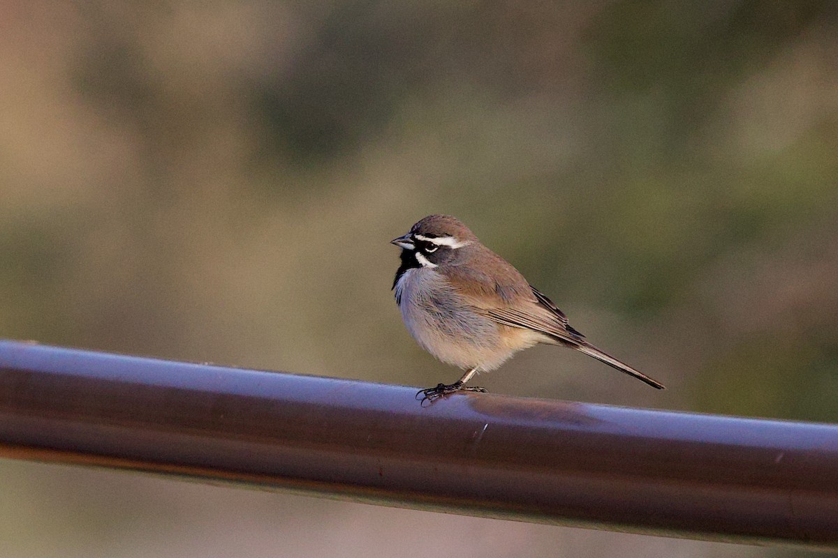 svartstrupespurv - ML647840319