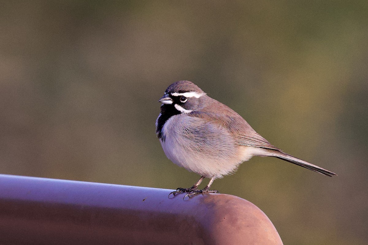 svartstrupespurv - ML647840320