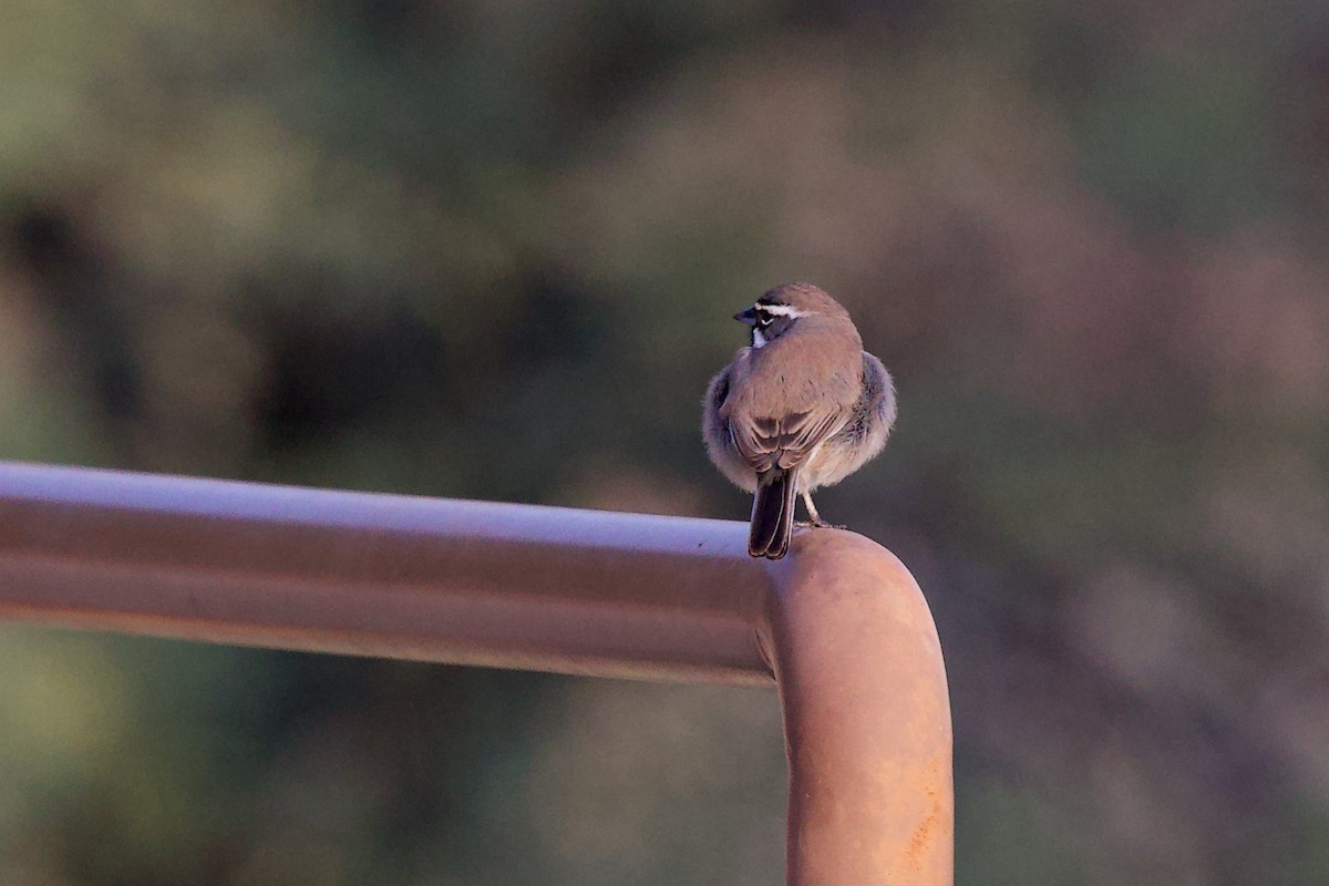 svartstrupespurv - ML647840321