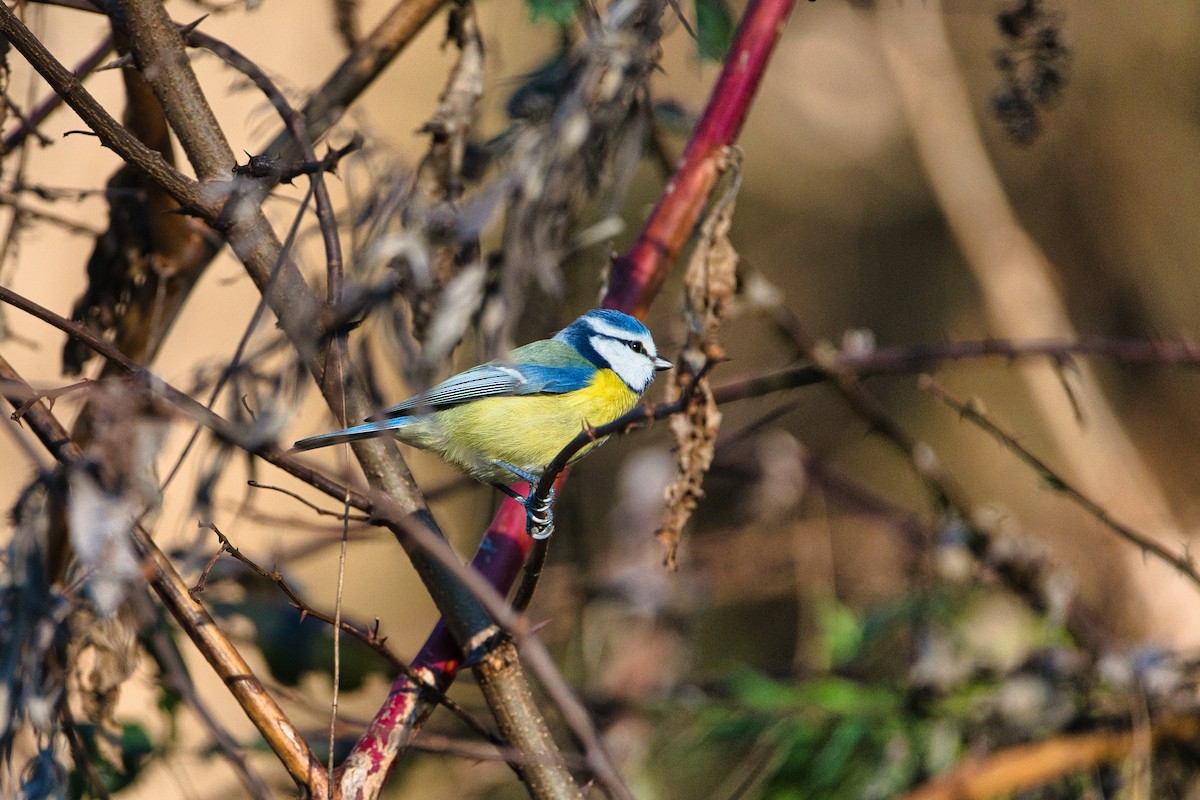 Eurasian Blue Tit - ML647840326
