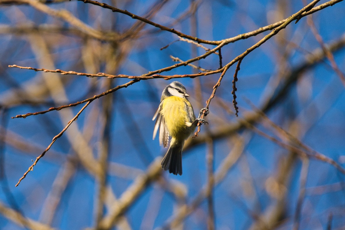 Eurasian Blue Tit - ML647840330