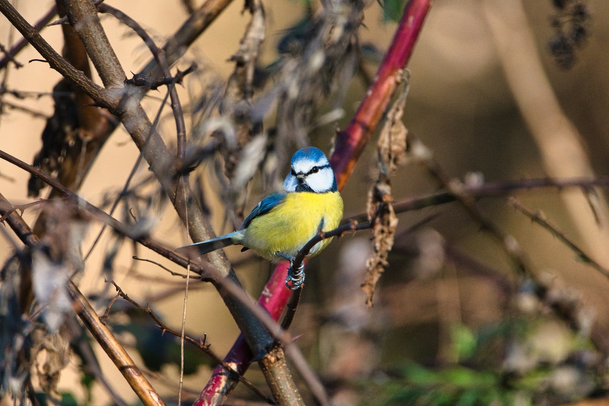 Eurasian Blue Tit - ML647840334