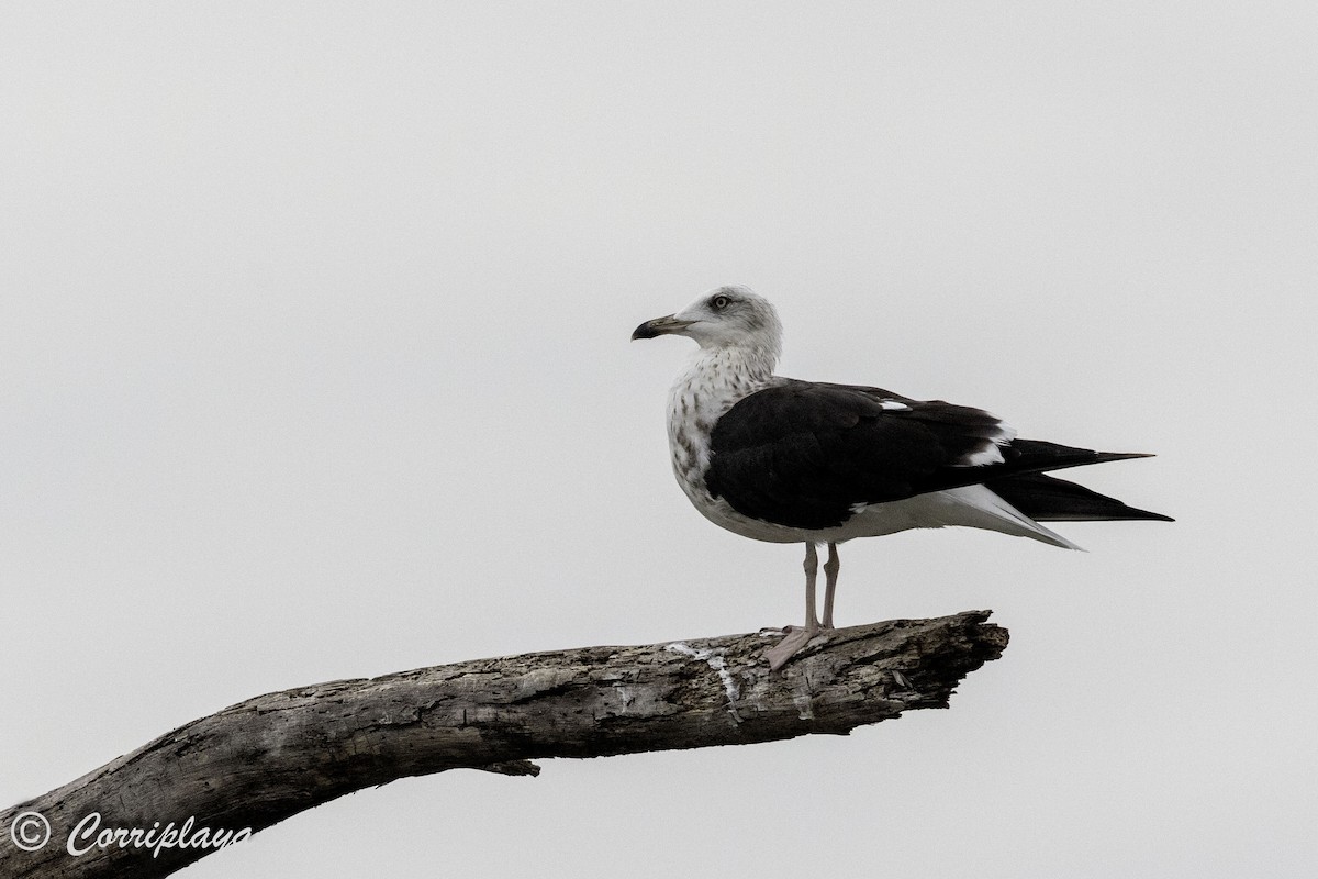 Lesser Black-backed Gull - ML647840347