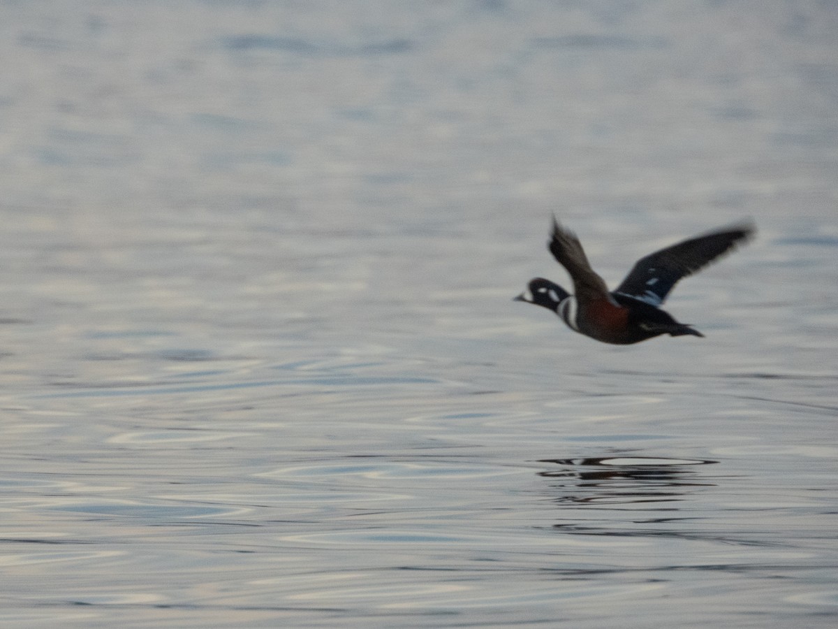 Palyaço Ördeği - ML647840349