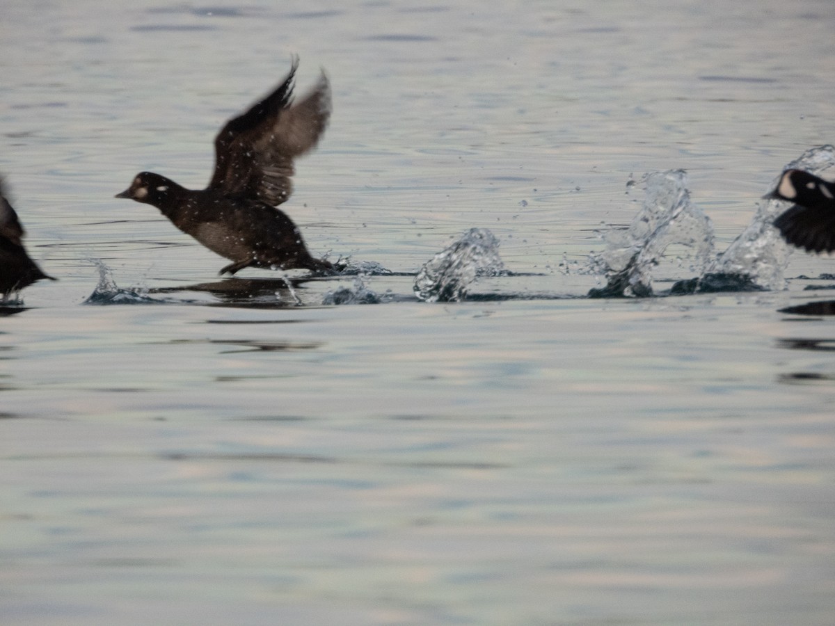 Palyaço Ördeği - ML647840350