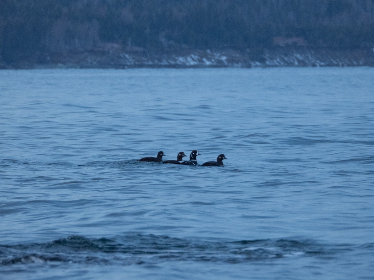 Palyaço Ördeği - ML647840351