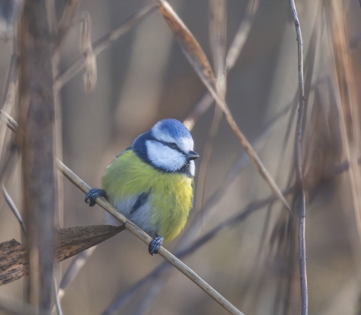 Eurasian Blue Tit - ML647840378