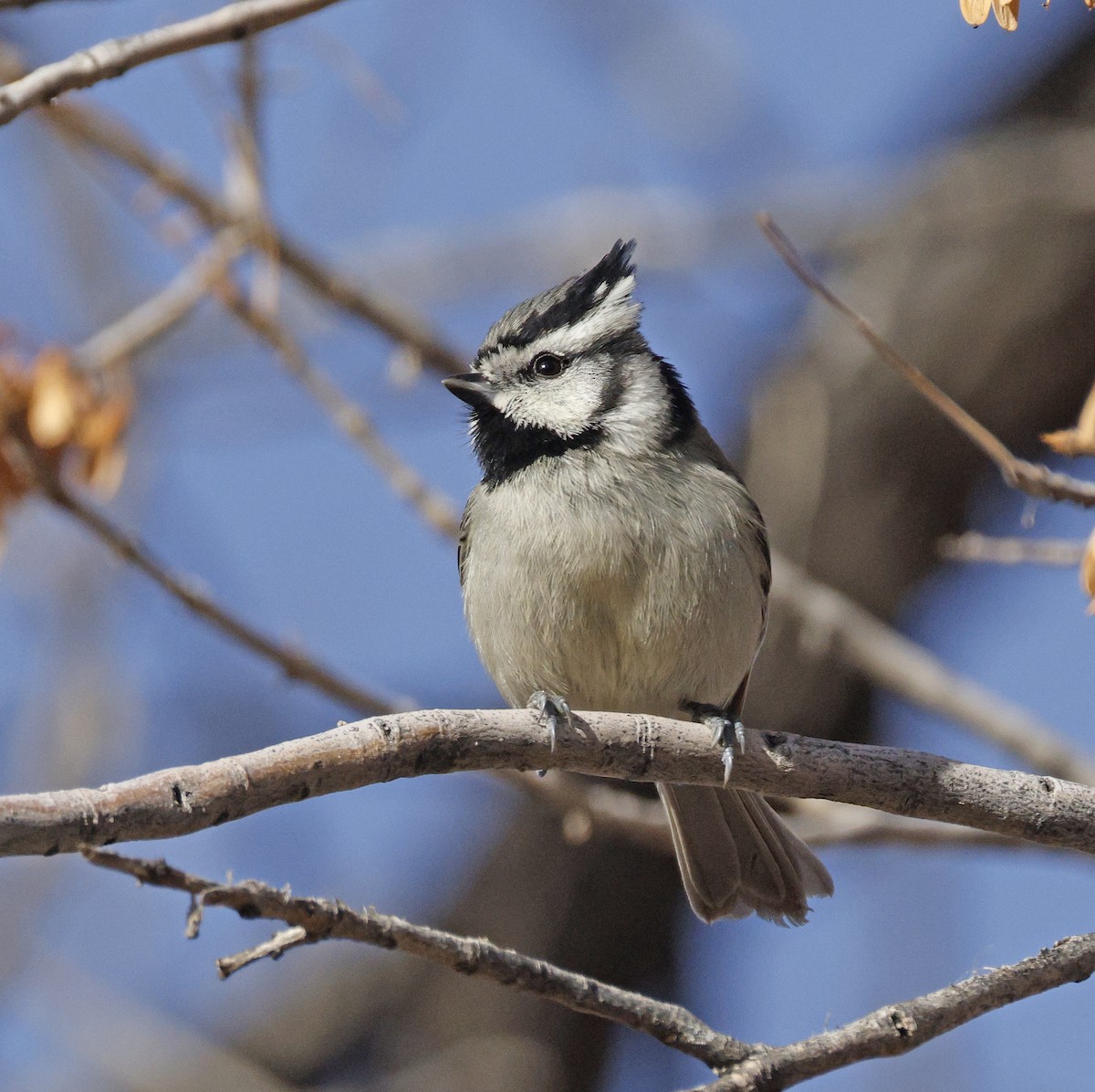 Bridled Titmouse - ML647840435
