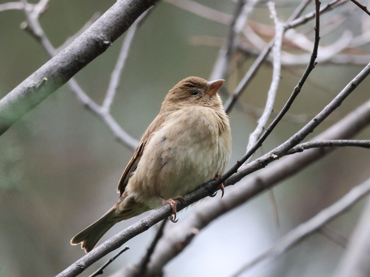 vrabec domácí - ML647840438