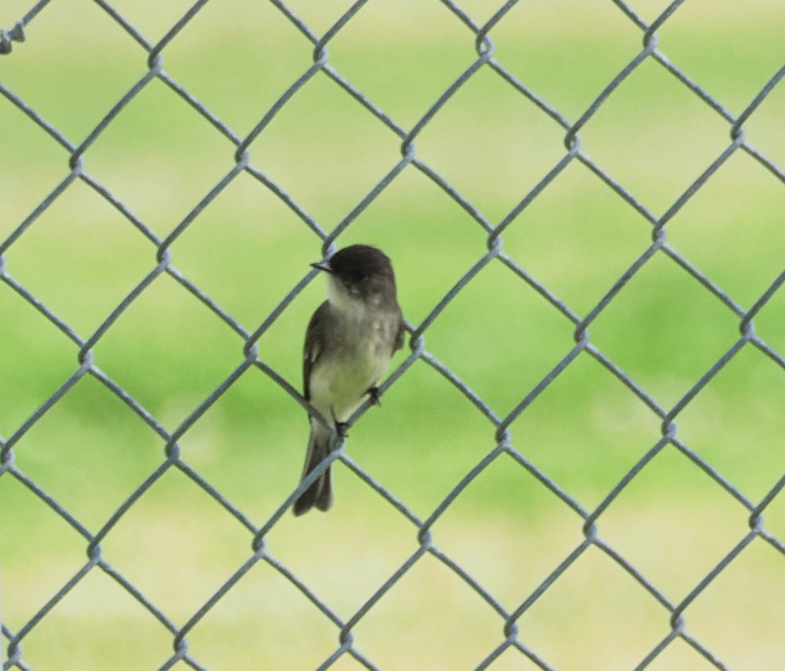 Mosquero Fibí - ML647840445