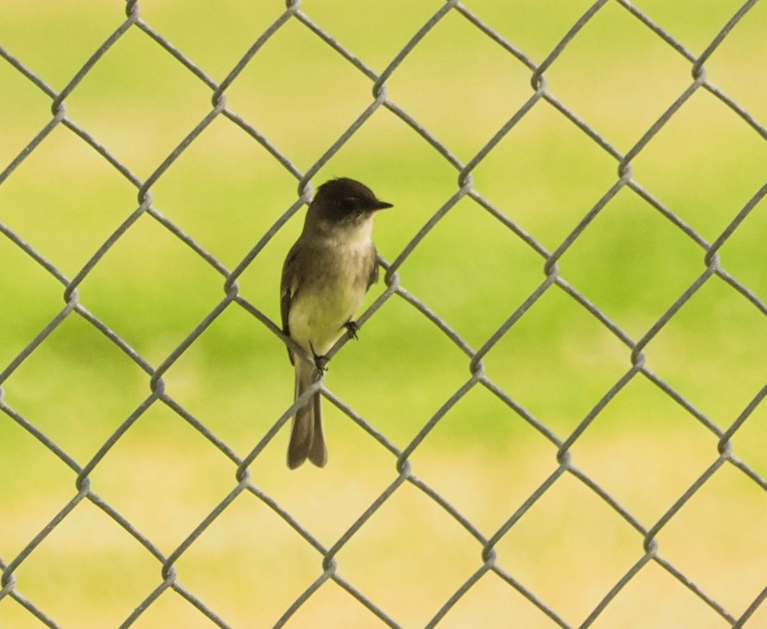 Mosquero Fibí - ML647840446