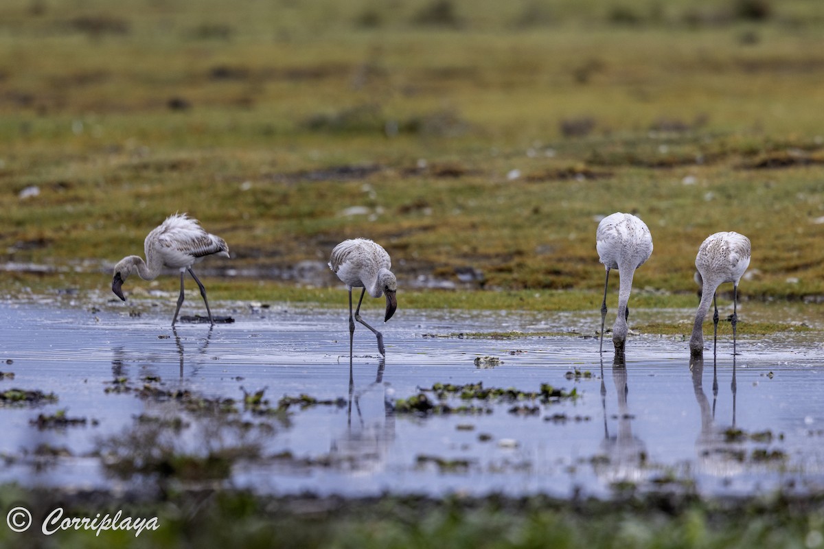 Zwergflamingo - ML647840462