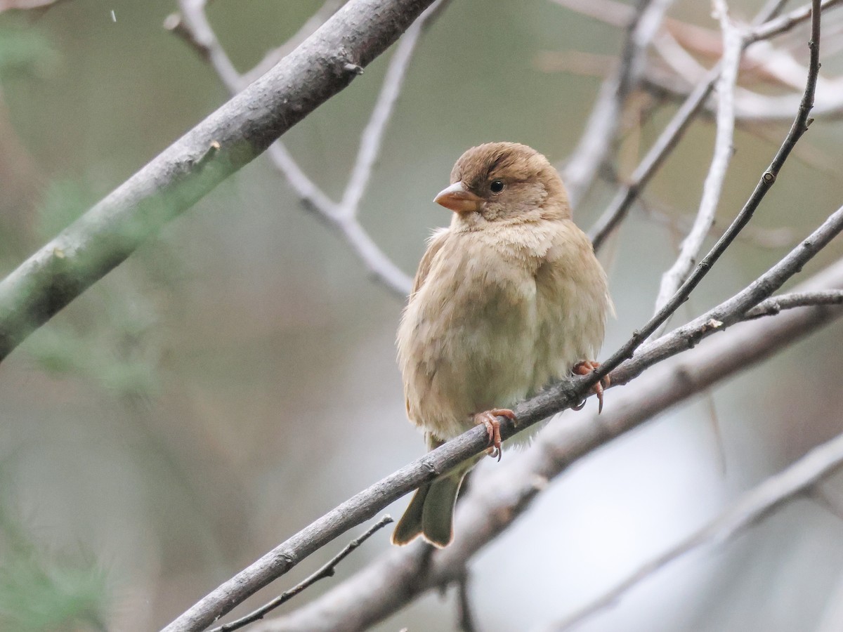 vrabec domácí - ML647840470