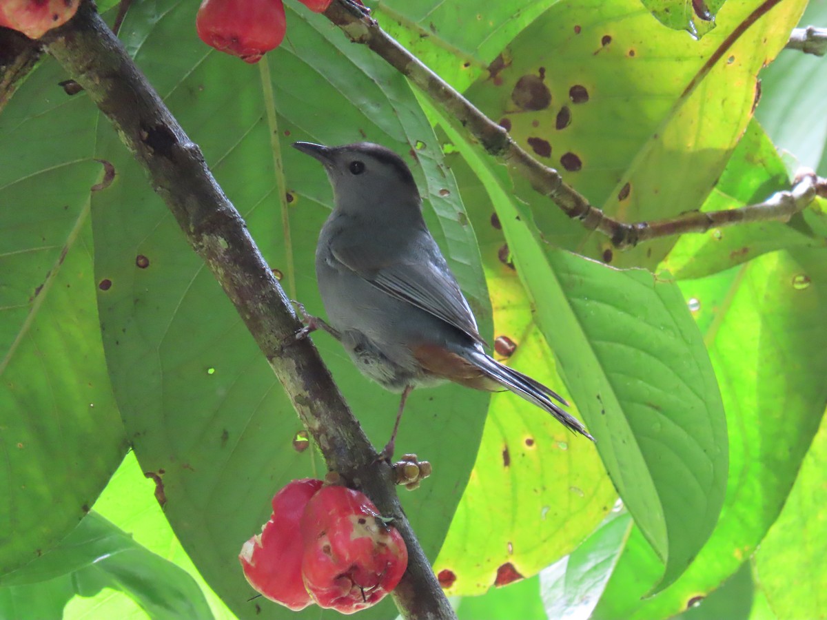 Moqueur chat - ML647840471