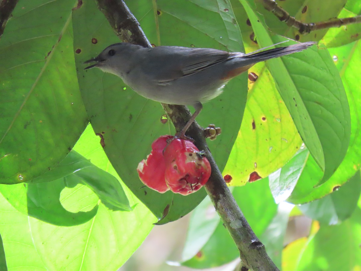 Moqueur chat - ML647840472