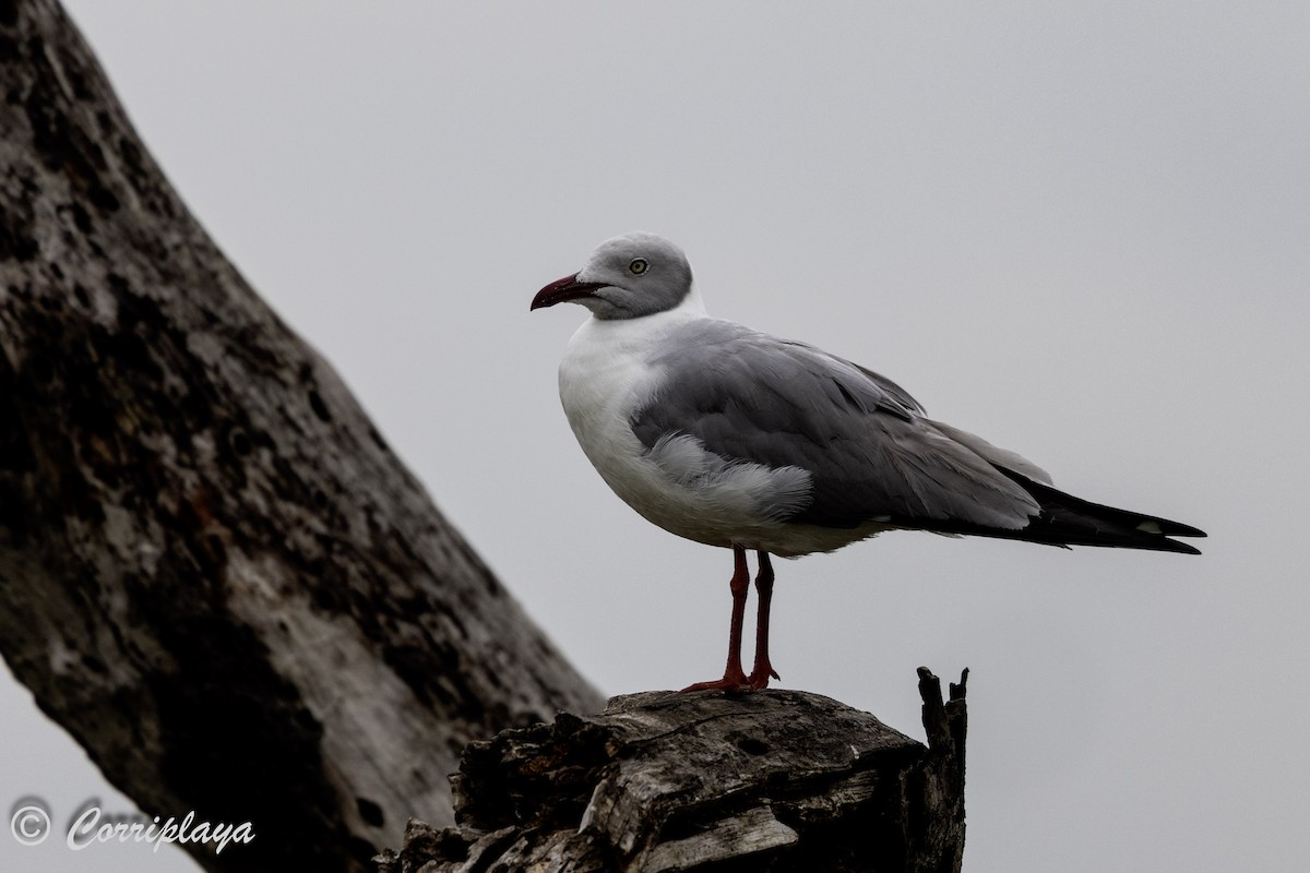 ズアオカモメ - ML647840479