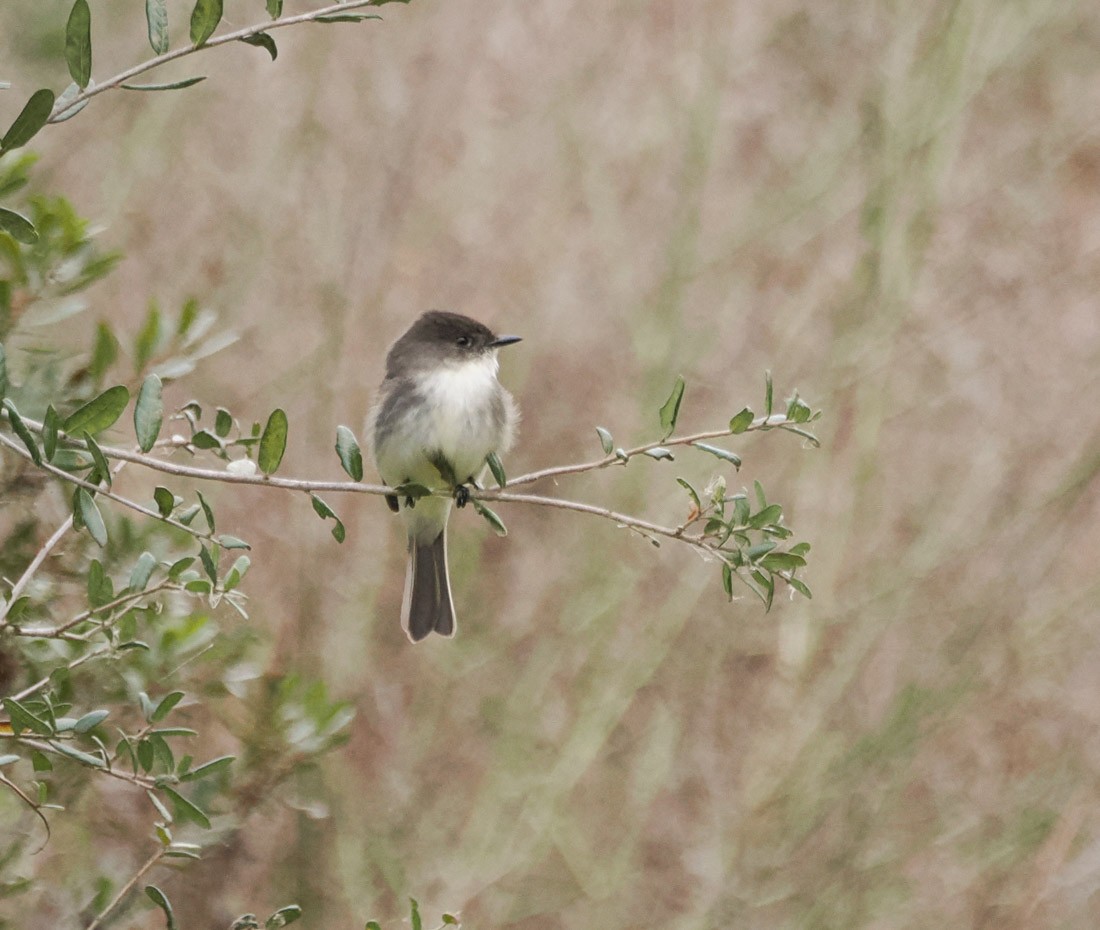 Mosquero Fibí - ML647840482