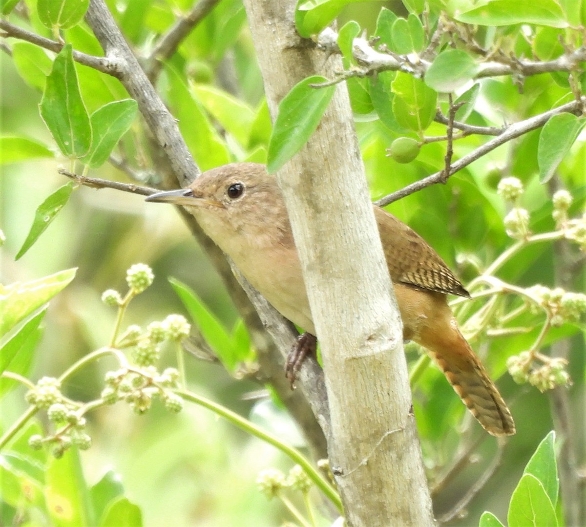 Southern House Wren - ML647840541