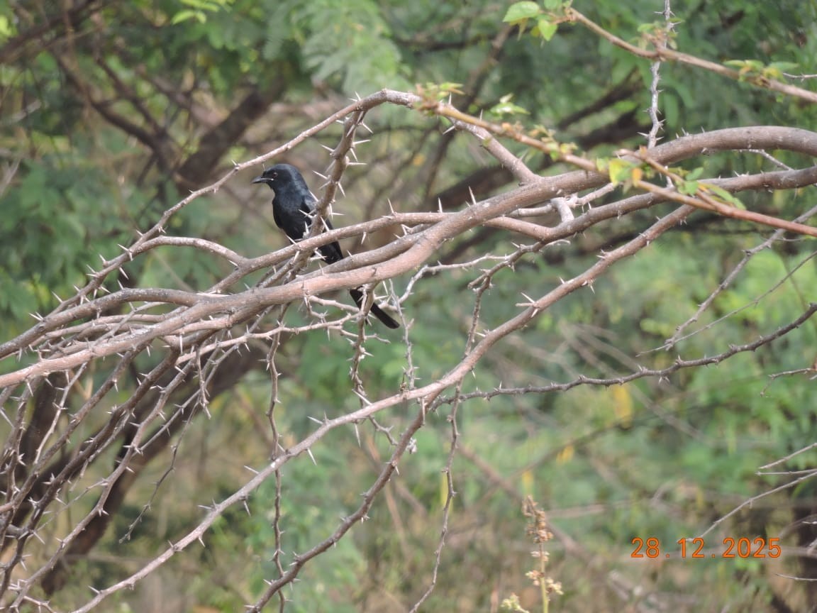 Black Drongo - ML647840546