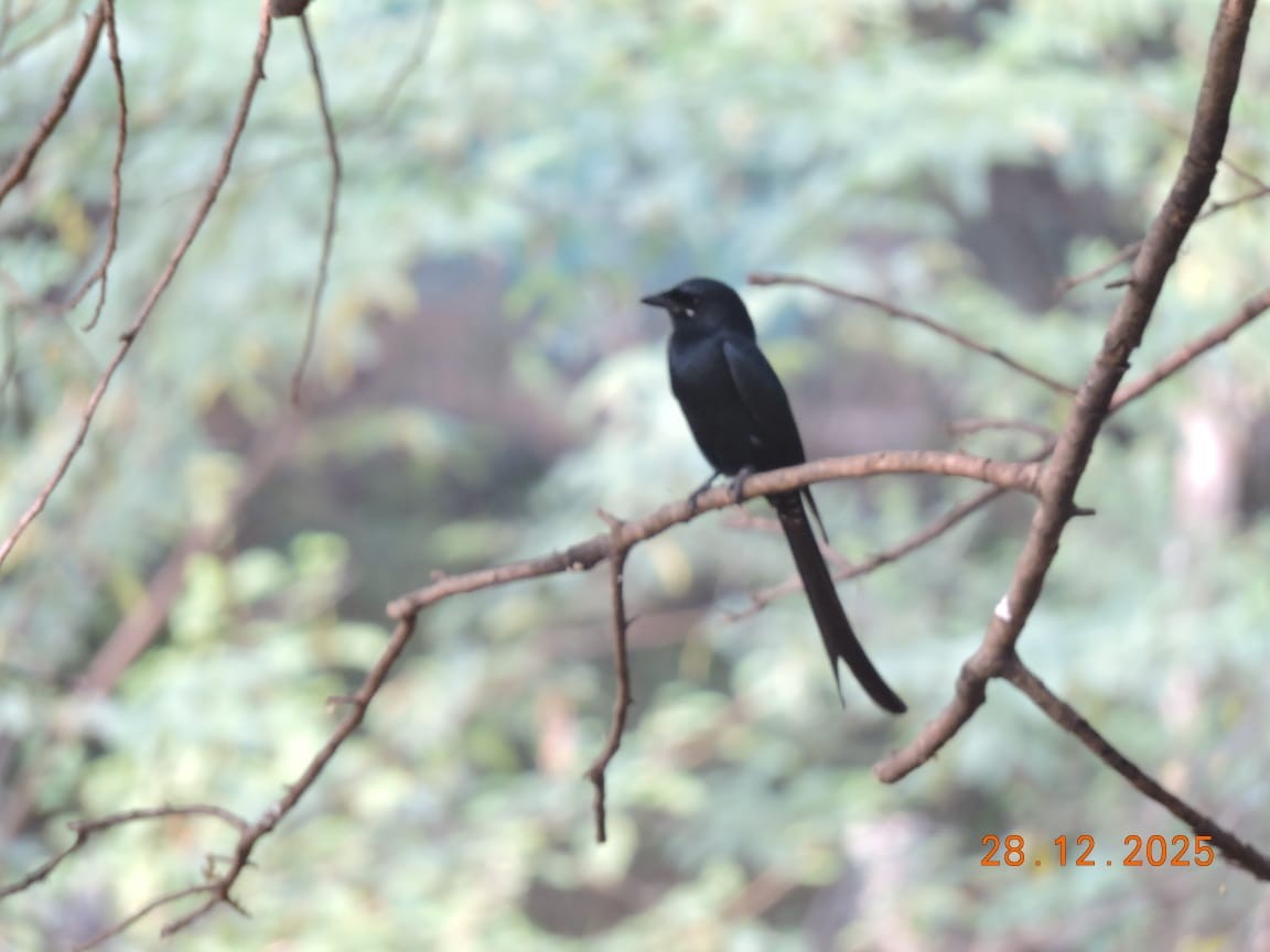 Black Drongo - ML647840547