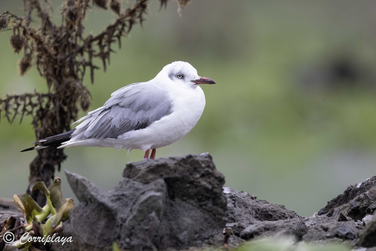 ズアオカモメ - ML647840581