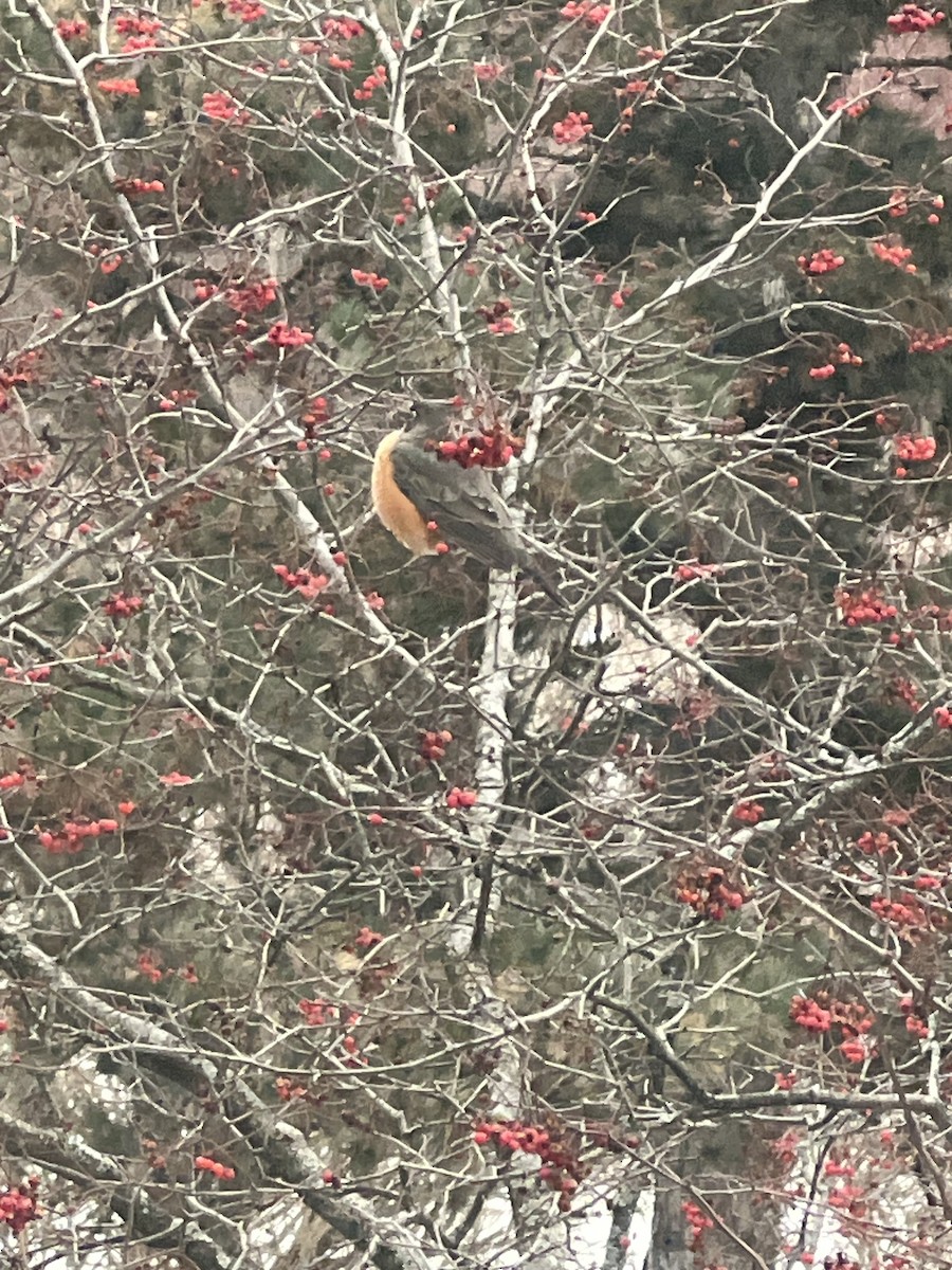 Wanderdrossel - ML647840584