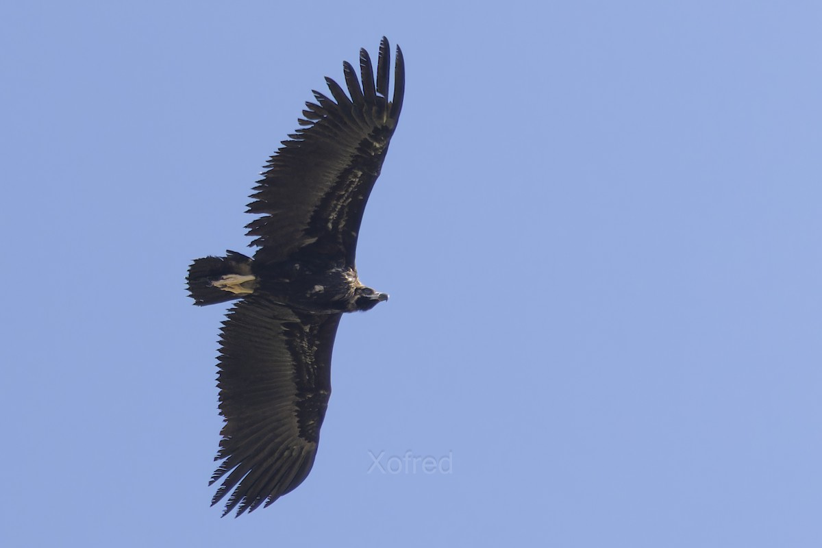 Buitre Negro - ML647840614