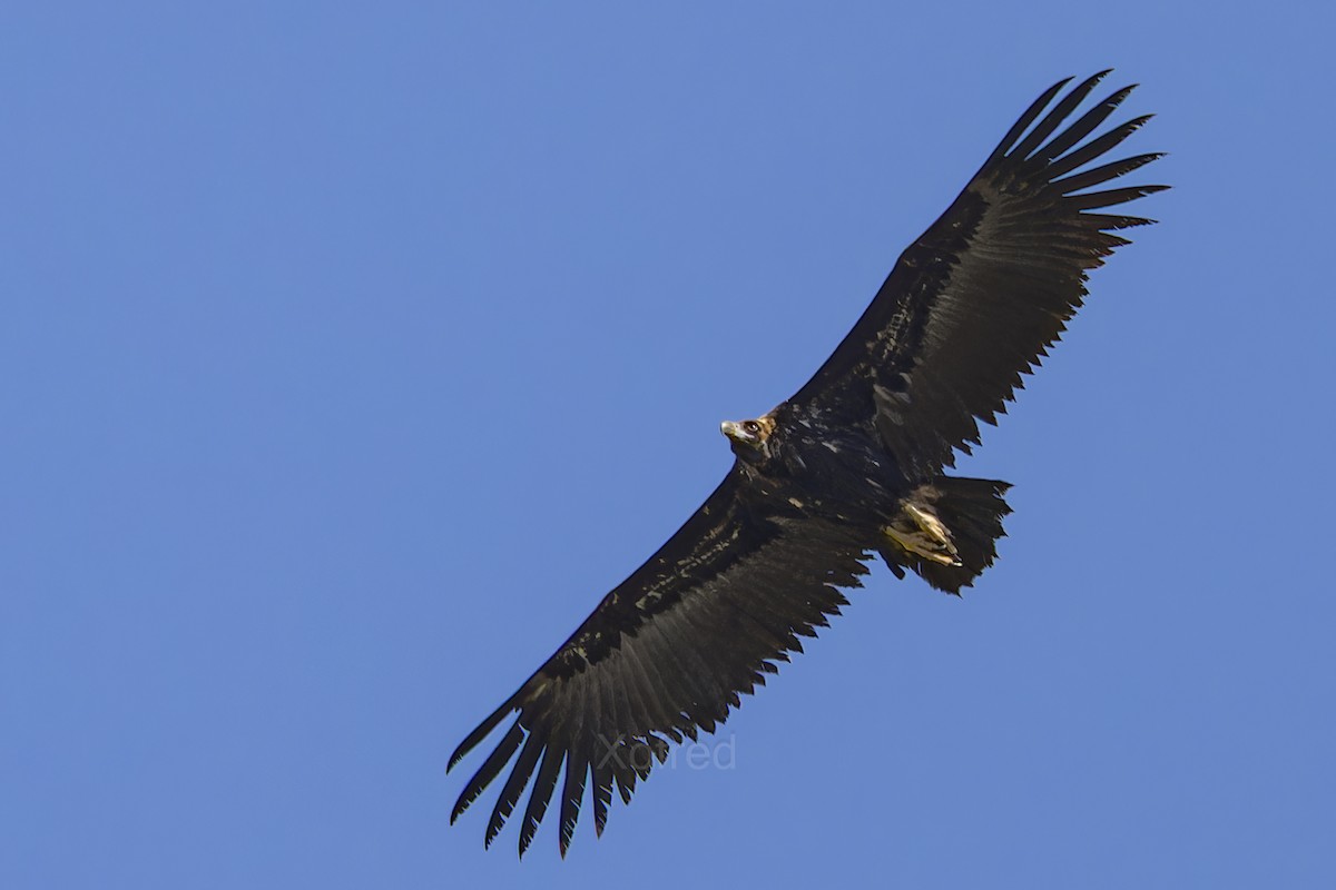 Buitre Negro - ML647840615