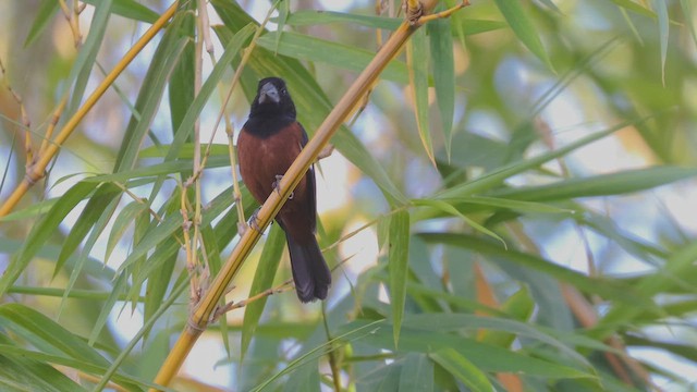 Braunbauchspelzer - ML647840622